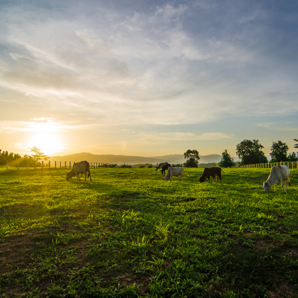Karoo lamb, rooibos tea, Bapsfontein… What’s in a name?