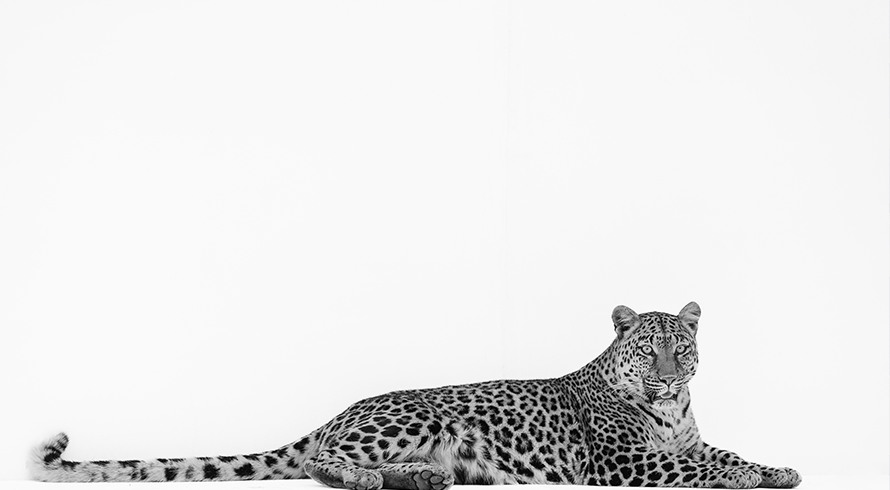 IFLR1000 2025 Rankings