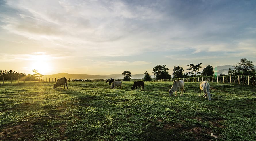 Agriculture, food security, and the regulation of GMOs in Kenya